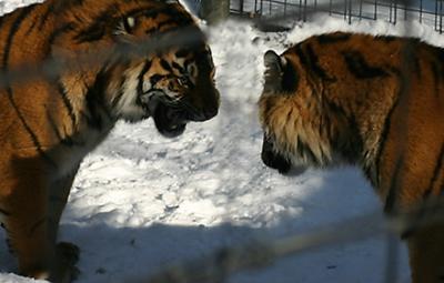 Toronto Zoo Hissy Fit.jpg