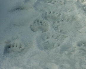 Toronto Zoo Polar Bear Food Prints.jpg