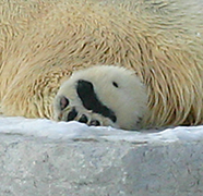 Toronto Zoo Polar Bear Foot.jpg