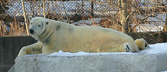 Toronto Zoo Polar Bear.jpg