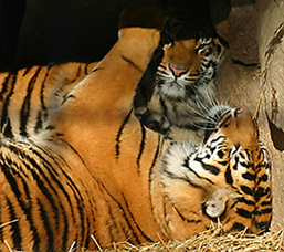 Toronto Zoo Two Big Cats.jpg