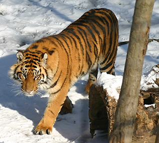 Toronto Zoo gonna cuase more trouble.jpg