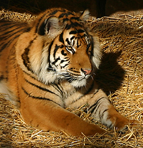 Toronto Zoo Big Cat.jpg