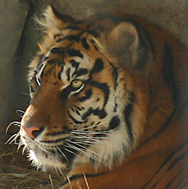 Toronto Zoo Big Guy.jpg