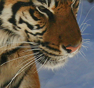 Toronto Zoo Close Up Kitty.jpg