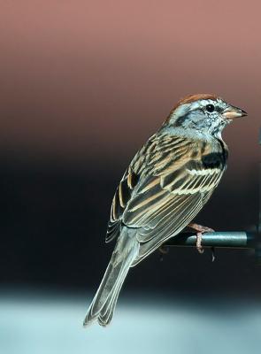 sparrow2small.jpg