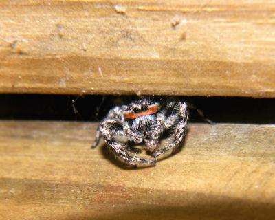 Spider Hiding