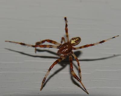 Spider Walking