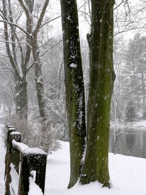 wGreen Trunk and Pond.jpg
