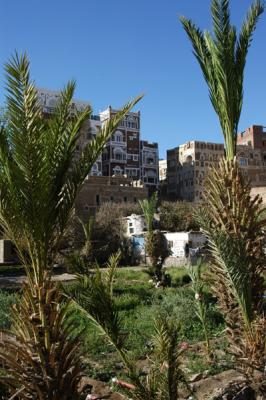 Garden, Old Town Sanaa