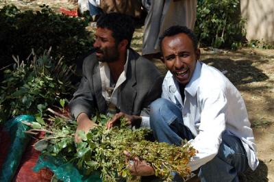Our guide shows us Qat