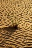 Desert grass