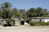 Palm grove, Fujairah