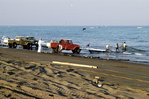 Fisherman use trucks to help pull in the nets