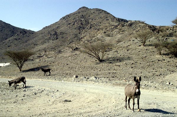 Free roaming donkeys