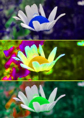 3_daisys.jpg