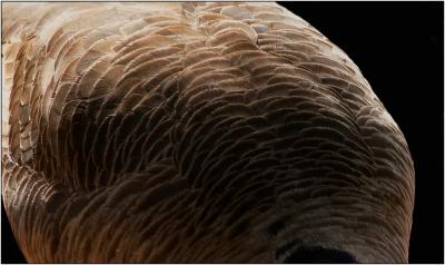 goose feathers