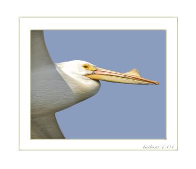 american_white_pelicans