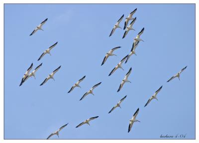 american_white_pelicans