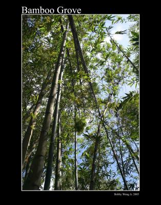 u42/bobbyw/medium/39660362.Bamboo.GroveCRW_8569e11x14web.jpg