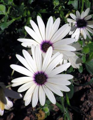 Flowers In The Butterfly Pavilion