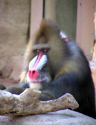 b4060018b.jpg