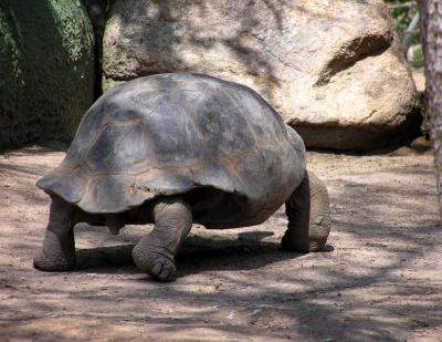 Phoenix Zoo