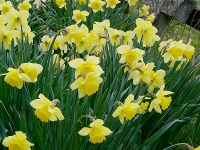 Daffs.jpg