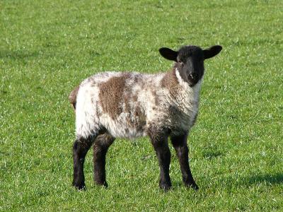 Lamb (mottled).jpg