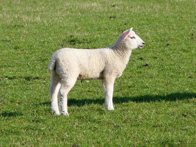 Lamb (white).jpg