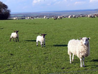 Ewe and lambs.jpg