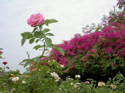 Pict5375.jpg