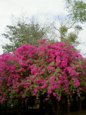 Pict5384.jpg
