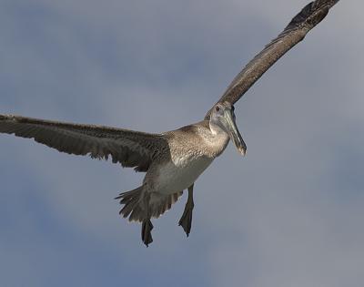 Brown Pelican Flight.jpg