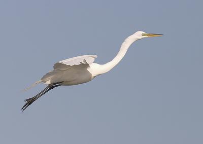 Flying Egret 0.jpg