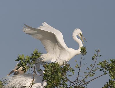Great Egret The Landing.jpg
