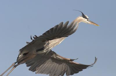 Great Blue Heron Flying.jpg