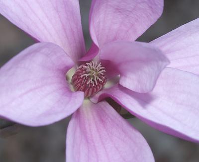 Magnolia Ann 1.jpg