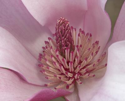 Galaxy Magnolia 2.jpg