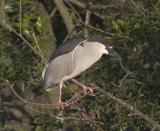 Black Crown Night Heron Stick 1.jpg