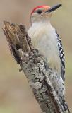 Red Bellied Woodpecker 1.jpg