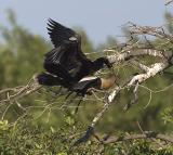 Anhinga Mating 2.jpg