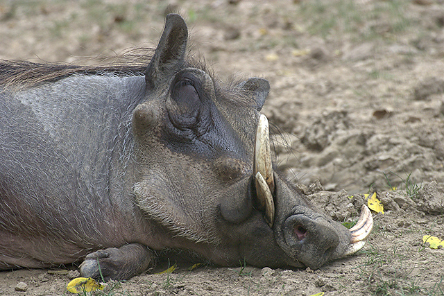 Warthog Pumba