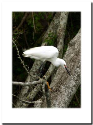 egret