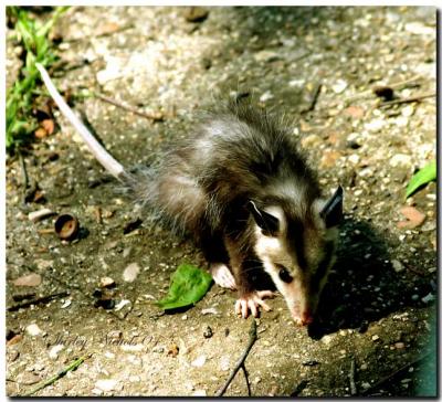 Louisiana Insects and critters