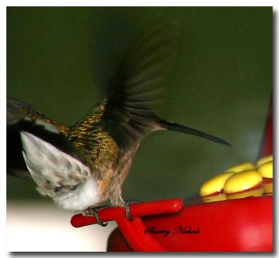 souuthside of this hummer