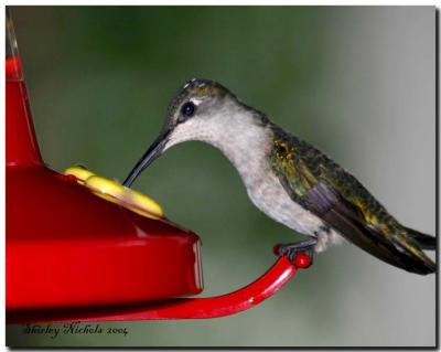 Hummer-youngster