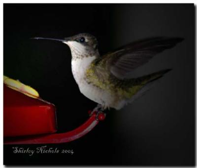 Young hummer