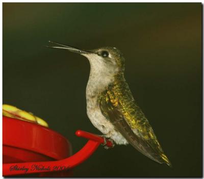 Humming bird tongue