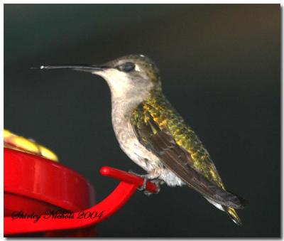 Baby Hummer napping